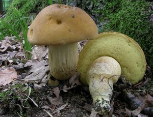 Kozák dubový - Leccinellum crocipodium (Letell.) Della Maggiora & Trassinelli 2014