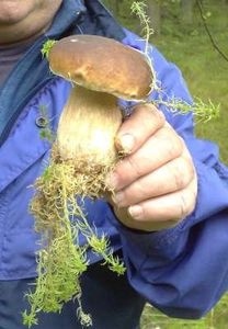 Klikni pro velký obrázek