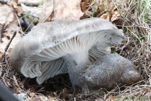 Šťavnatka březnovka - Hygrophorus marzuolus (Fr.) Bres. 1893