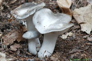 Šťavnatka březnovka - Hygrophorus marzuolus (Fr.) Bres. 1893