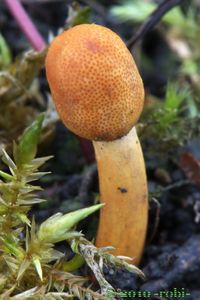 Housenice štíhlá - Ophiocordyceps gracilis (Grev.) G.H. Sung, J.M. Sung, Hywel-Jones & Spatafora 2007