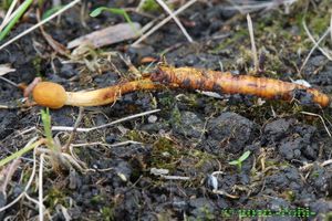 Housenice štíhlá - Cordyceps gracilis (L.) Link.