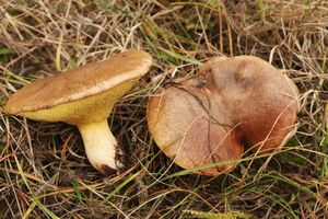 Klouzek obecný - Suillus luteus (L.) Roussel 1796