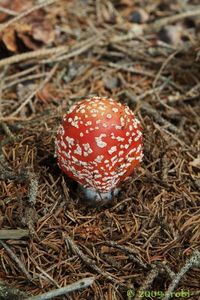 Muchomůrka červená - Amanita muscaria