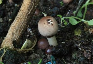 Bedla drobnošupinkatá - Lepiota micropholis (Berk. et Broome) Sacc.