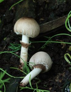 Bedla drobnošupinkatá - Lepiota micropholis (Berk. et Broome) Sacc.