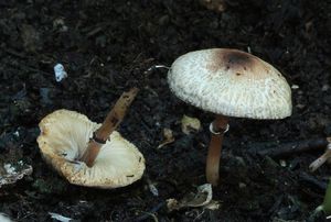 Bedla drobnošupinkatá - Lepiota micropholis (Berk. et Broome) Sacc.