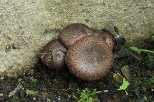 Bedla hnědovínová - Lepiota fuscovinacea