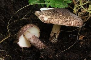 Bedla hnědovínová - Lepiota fuscovinacea