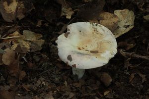 Holubinka dubová - Russula ilicis Romagn. Chevassut & Privat