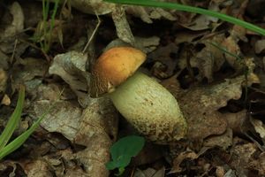 Kozák dubový - Leccinellum crocipodium (Letell.) Della Maggiora & Trassinelli 2014