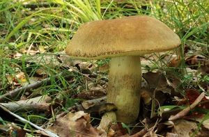 Kozák dubový - Leccinellum crocipodium (Letell.) Della Maggiora & Trassinelli 2014