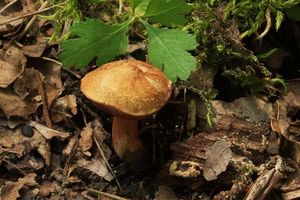 Klikni pro velký obrázek