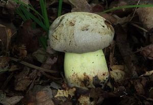 Klikni pro velký obrázek