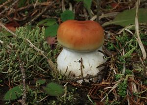 Pavučinec různý - Cortinarius(Phlegmacium)varius(Schaeff.)Fr.