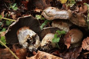 Pavučinec načervenalý neodsedlý - Cortinarius purpurascens var. largusoides Rob. Henry