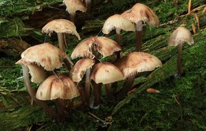 Helmovka skvrnitá - Mycena maculata P.Karst.