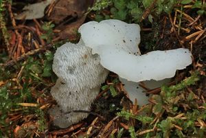 Rosolozub huspenitý - Pseudohydnum gelatinosum (Scop.) P. Karst. 1868