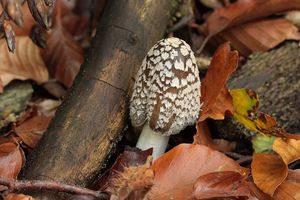 Hnojník strakatý - Coprinus picaceus