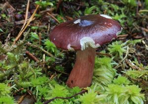 Holubinka tmavopurpurová - Russula fuscorubroides Bon 1976