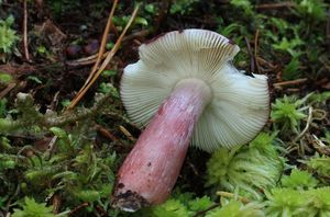 Holubinka tmavopurpurová - Russula fuscorubroides Bon 1976