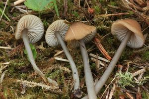 Helmovka Romagnesiho - Mycena romagnesiana Maas Geest.