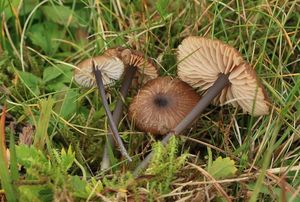 Závojenka olovově modrá - Entoloma lividocyanulum (Kühner) Noordel. 1984