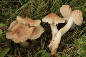 Voskovka výstřední - Cuphophyllus fornicatus (Fr.) Lodge, Padamsee & Vizzini 2013