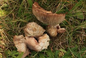 Čirůvka černavá - Pseudotricholoma metapodium (Fr.) Sánchez-García & Matheny 2014