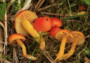 Voskovka Reidova - Hygrocybe reidii Kuhner