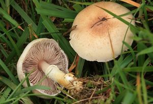 Pečárka červenavá - Agaricus porphyrizon P.D.Orton