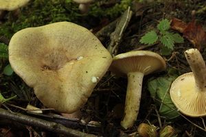 Ryzec palčivý - Lactarius pyrogalus