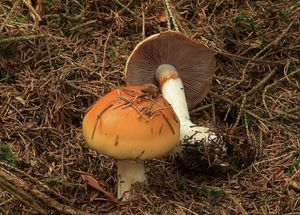 Pavučinec různý - Cortinarius(Phlegmacium)varius(Schaeff.)Fr.