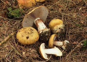 Pavučinec žlutoslizký - Cortinarius aureopulverulentus M.M.Moser 1952