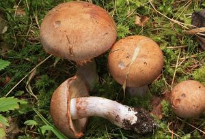 Pavučinec měnlivý - Cortinarius variicolor (Pers.) Fr.