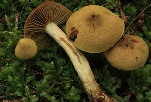 Pavučinec žlutozelený horský - Cortinarius (Leprocype) venetus var.montanus M.M.Moser