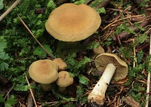 Pavučinec žlutozelený horský - Cortinarius (Leprocype) venetus var.montanus M.M.Moser