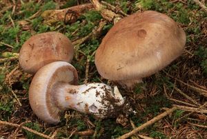 Pavučinec měnlivý - Cortinarius variicolor (Pers.) Fr.