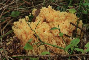 Kuřátka zrosolovatělá - Ramaria pallidosaponaria R.H.Petersen