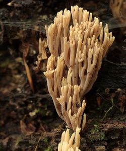 Kuřátka přímá - Ramaria stricta (Pers.) Quél. 1888