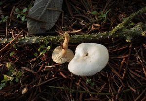 Čechratička čirůvková - Ripartites tricholoma  (Alb. & Schwein.) P. K