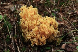 Kuřátka zrosolovatělá - Ramaria pallidosaponaria R.H.Petersen