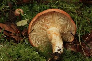 Ryzec Bresadolův - Lactarius zonarioides Kühner & Romagn. 1953