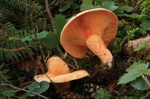 Ryzec lososový - Lactarius salmonicolor R. Heim & Leclair