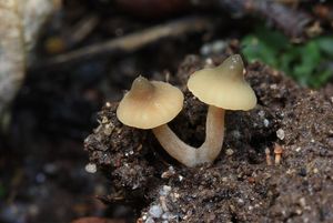 Ryzec olšový - Lactarius obscuratus (Lasch) Fr. 1838