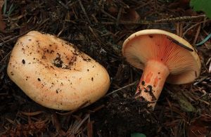 Ryzec lososový - Lactarius salmonicolor R. Heim & Leclair