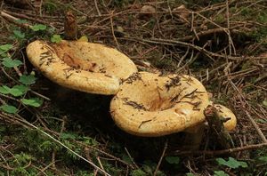 Ryzec ďubkovaný - Lactarius scrobiculatus (Scop.) Fr. 1838