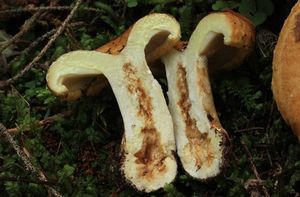 Ryzec ďubkovaný - Lactarius scrobiculatus (Scop.) Fr. 1838