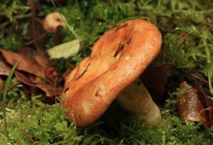 Ryzec Bresadolův - Lactarius zonarioides Kühner & Romagn. 1953