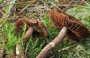 Pavučinec tmavohnědý - Cortinarius brunneus (Pers.) Fr. 1838